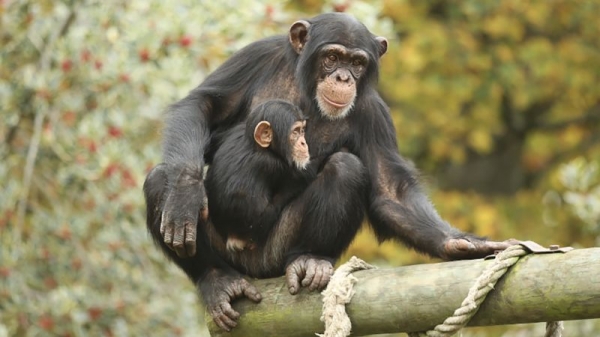 Apes recognize friends they haven’t seen for decades, new research finds